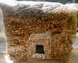 50 x 3lb Sterilized (Rye, Oat or Wheat) Grain Bag with Injection Port