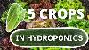 5 Crops You Can Easily Grow In Hydroponics