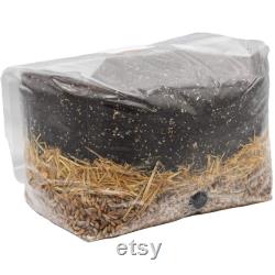 5 X All-In-One 5lb Mushroom Grow Bags
