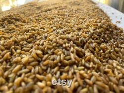 5 x 3lbs (15 lbs) Sterilized Rye Grain Spawn Bag Grow Bag for Mushroom Cultivation With Injection Port Rye Berry Substrate Organic