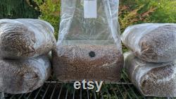 5 x 5 Pound Sterilized Rye Seed Gourmet Mushroom Spawn with Injection Port and Filter Patch FREE SHIPPING