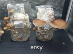 5pk Happy Hippie magic bags, 3lb bags with manure, for dung loving mushrooms.These bags are the sh t. 2 injection ports for fast colonizing.