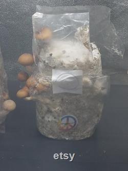 5pk Happy Hippie magic bags, 3lb bags with manure, for dung loving mushrooms.These bags are the sh t. 2 injection ports for fast colonizing.