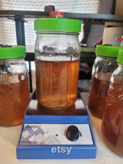 600ml Liquid Culture Jar High-Quality Mushroom Mycelium for Fast and Vigorous Growth
