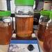 600ml Liquid Culture Jar High-quality Mushroom Mycelium For Fast And Vigorous Growth
