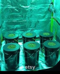 6 Plant Deep water culture complete hydroponic system