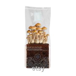 6 x 1.5KG Substr8 All In One Inject and Forget CVG Mushroom Growing Kit Fruit In The Bag