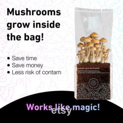 6 x 1.5KG Substr8 All In One Inject and Forget CVG Mushroom Growing Kit Fruit In The Bag