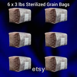 6 x 3 lbs Sterilized Mushroom Grain Spawn for Grow Kit Easy Injection port