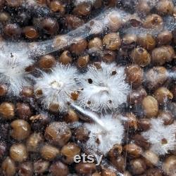 6 x 3 lbs Sterilized Mushroom Grain Spawn for Grow Kit Easy Injection port