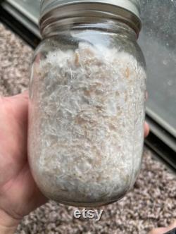 6x500ml Liquid Culture Grain Jar AirPort Lids, for Making Strile Culture in Home Mycology