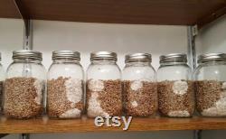 6x Liquid Agar Grain Lids 82mm (XL Large size canning lid)