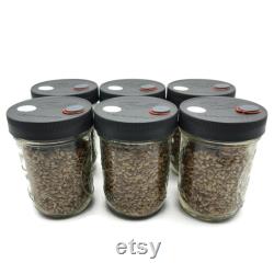 6x Sterilized Rye Grain Jars, Pint Organic Rye Berry Mushroom Grain Substrate, Modified Lids with Self Healing Port