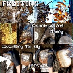8lb All-in-One Super Sized Mushroom Grow Bag NEW SIZE and BLEND