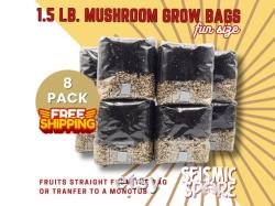 8x All In One Mushroom Grow Bags, Fun Size 1.5 lbs., Sterilized Rye Grain CVG Substrate Mushroom Cultivation Bags
