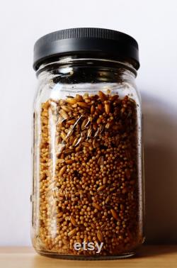 9x Sterilized Oat and Millet Grain Jars