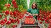 A High Tech Greenhouse For Growing Tomatoes The Coherence Of The Work Is Amazing