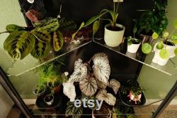 Acrylic corner shelf IKEA Greenhouse cabinet IKEA Rudsta wide compatible