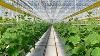Advanced Hydroponic Greenhouse Cucumbers Soilless Farming In Rockwool