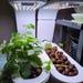 Aerogarden Sprout Strawberry Planter Basket Insert