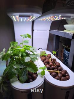 AeroGarden Sprout Strawberry Planter Basket Insert