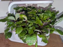 AeroGarden Sprout Strawberry Planter Basket Insert