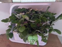 AeroGarden Sprout Strawberry Planter Basket Insert