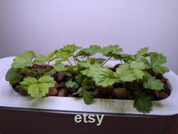 AeroGarden Sprout Strawberry Planter Basket Insert
