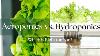 Aeroponics Vs Hydroponics Which One Is Right For You