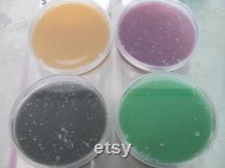 Agar Culture Plate 10x10 Pack 100mm x 20mm- O fungi U