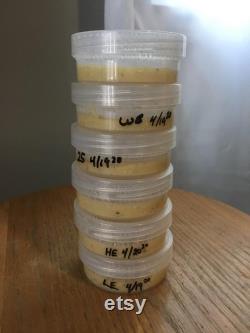 Agar Culture Plate 10x10 Pack 100mm x 20mm- O fungi U