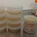 Agar Culture Plate 10x10 Pack Large Reusable Containers 100mm X 20mm- O Fungi U