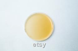 Agar Plates antibacterial (MEAG) Pre poured 90mm Petri Dish