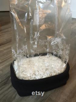 All In One Mushroom Grow Bag 100 Colonized Ready to Fruit