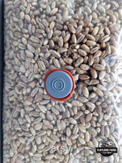All-In-One Mushroom Grow Bag Pre-Sterilized Grain Spawn and CVG Substrate Injection Port