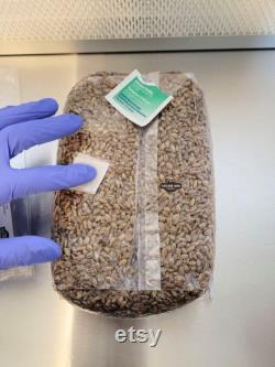 All-In-One Mushroom Grow Bag Pre-Sterilized Grain Spawn and CVG Substrate Injection Port