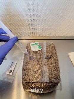 All-In-One Mushroom Grow Bag Pre-Sterilized Grain Spawn and CVG Substrate Injection Port