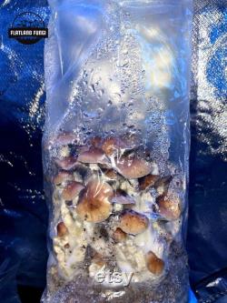 All-In-One Mushroom Grow Bag Pre-Sterilized Grain Spawn and CVG Substrate Injection Port