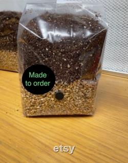 All-In-One Mushroom Grow Kit. 1KG Grain Spawn Coir Vermiculite Gypsum CVG -Buy 3 and get 1 free limited time offer All made to order