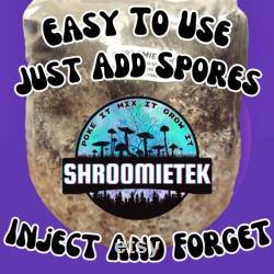 All In One Mushroom Grow Kit 1KG Grain Spawn Substrate Cvg Inject And Forget Bag