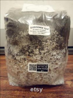 All In One Mushroom Grow Kit 1KG Grain Spawn Substrate Cvg Inject And Forget Bag