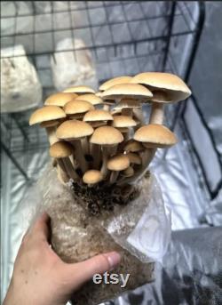 All In One Mushroom Grow Kit 1KG Grain Spawn Substrate Cvg Inject And Forget Bag