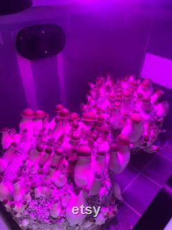 All In One Sterile Inoculation, Incubation, and Automated Fruiting Chamber