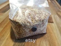 All-in-One Easy Mushroom Grow Growing Bag Kit Mixed Grain and CVG Substrate Organic, Fun, Convenient, Simple