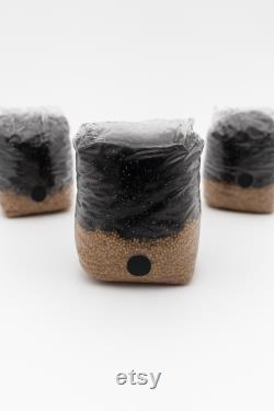 All in One Mushroom Grow Bag