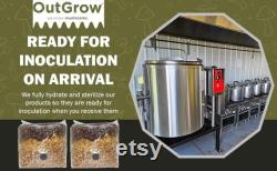 All in One Mushroom Grow Bag (2 Pack)