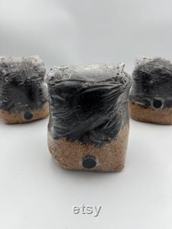 All in One Mushroom Grow Bag 4 PACK