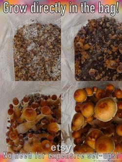 All-in-One Mushroom Grow Bag. Grow like MAGIC