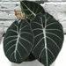 Alocasia Black Velvet Reginula (starter) All Starter Plant Require You To Purchase 2 Plants
