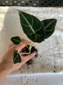 Alocasia Black Velvet Reginula (starter) ALL starter plant require you to purchase 2 plants
